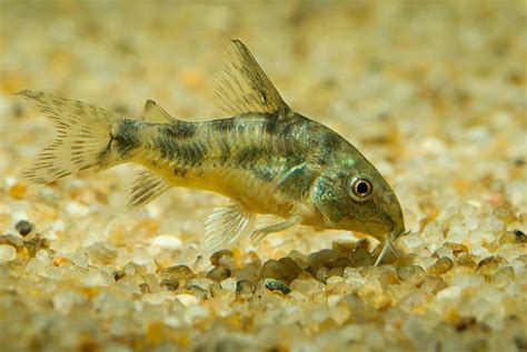 Peppered Cory Catfish (Corydoras Paleatus): The Speckled .